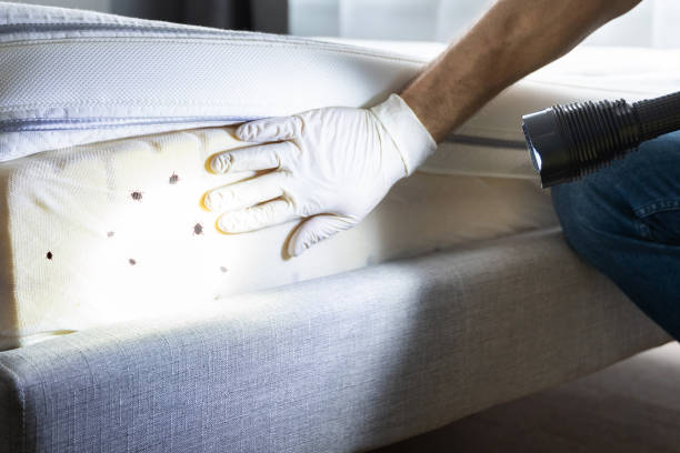 Best Flea Control Services  in Mount Shasta, CA